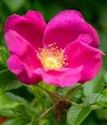 роза морщинистая Рубра