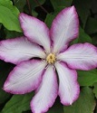 клематис крупноцветковый Бетти Рисдон