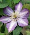 клематис крупноцветковый Джоан Пиктон
