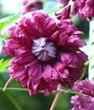 Клематис крупноцветковый Пурпуреа Плена Элеганс