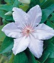 Клематис крупноцветковый Сноу Квин