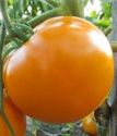 томат индетерменантный Апельсин