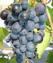 виноград плодовый Агат Донской