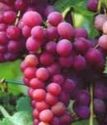 виноград плодовый Эйнсет Сидлис