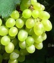 виноград плодовый Алёшенькин