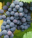 виноград плодовый Альфа