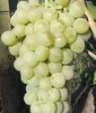 виноград плодовый Антоний Великий
