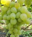 виноград плодовый Кобзарь