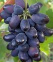 виноград плодовый Кодрянка