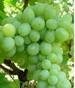 виноград плодовый Люссиль