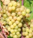виноград плодовый Платовский