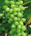 виноград плодовый Подарок Запорожью