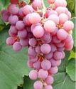 виноград плодовый Рилайнс Пинк Сидлис