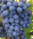 виноград плодовый Сходненский