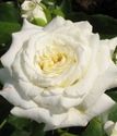 Роза флорибунда Алабастер
