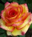 чайно-гибридная роза Амбианс