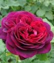 шраб (парковая) роза Астрид Графин фон Харденберг