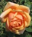 шраб (парковая) роза Чарльз Остин
