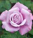 чайно-гибридная роза Шарль де Голь