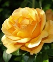 шраб (парковая) роза Чайнатаун
