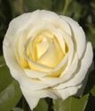 чайно-гибридная роза Шопен