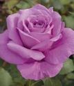 чайно-гибридная роза Клод Брассер