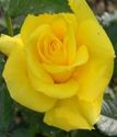 Роза флорибунда Фрезия (Корезия)