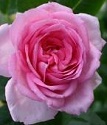 чайно-гибридная роза Джита Ренессанс
