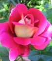 чайно-гибридная роза Кроненбург