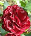 Роза флорибунда Лаваглют