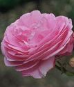 шраб (парковая) роза Луиз Одье