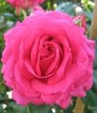роза плетистая Маритим