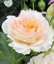 парковая роза Марджори Маршалл