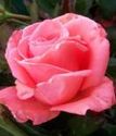 чайно-гибридная роза Набила