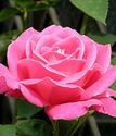 чайно-гибридная роза Пинк Пис