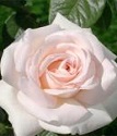 чайно-гибридная роза Претти Гёрл