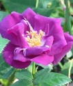 шраб (парковая) роза Рапсоди ин Блю