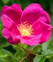 Роза ругоза Рубра