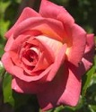плетистая роза Сегун