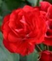 шраб (парковая) роза Скарлет Мейдиланд Декор