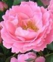 шраб (парковая) роза Зоммервинд