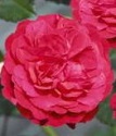 плетистая роза Старлет-Роуз Лола
