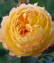 парковая роза Вел Бинг