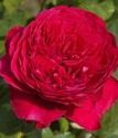 чайно-гибридная роза Алан Сушон