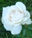 чайно-гибридная роза Анастасия