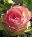 чайно-гибридная роза Бидермайер гарден