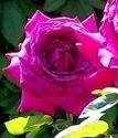 чайно-гибридная роза Биг Пёпл