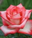 чайно-гибридная роза Блаш