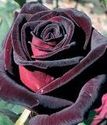 чайно-гибридная роза Блек Баккара