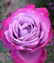 чайно-гибридная роза Блю Ривер